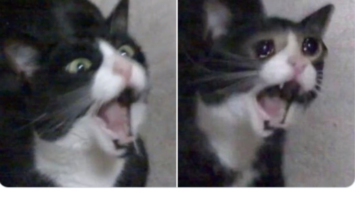 Meme de la gata que grita