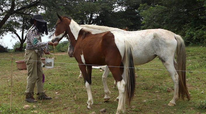 Meta - reactivación del turismo - Tiuma Park