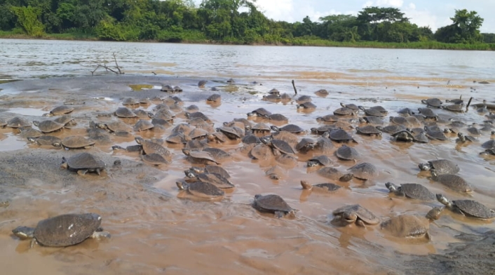 Liberación tortugas en Colombia.