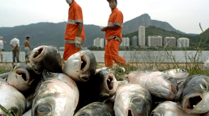 Peces