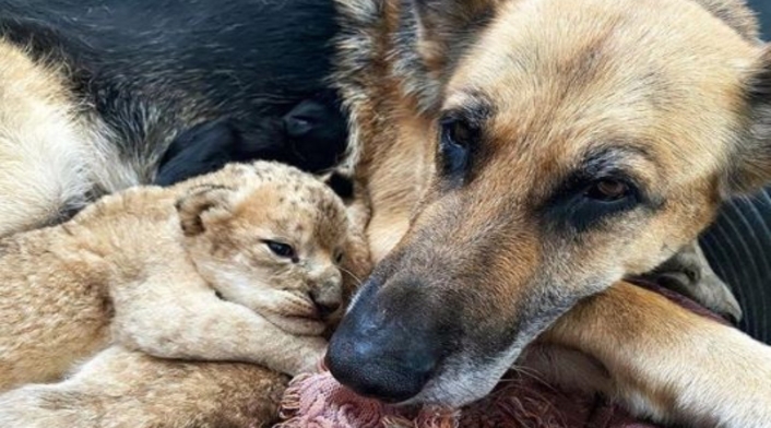 Perrita adoptó a dos cachorros de león que abandonó su madre