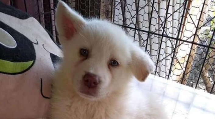 Simón, perrito abandonado