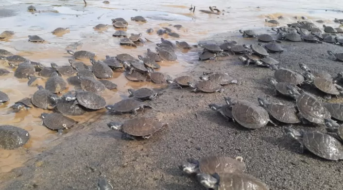 Tortugas liberadas en el río Sinú.