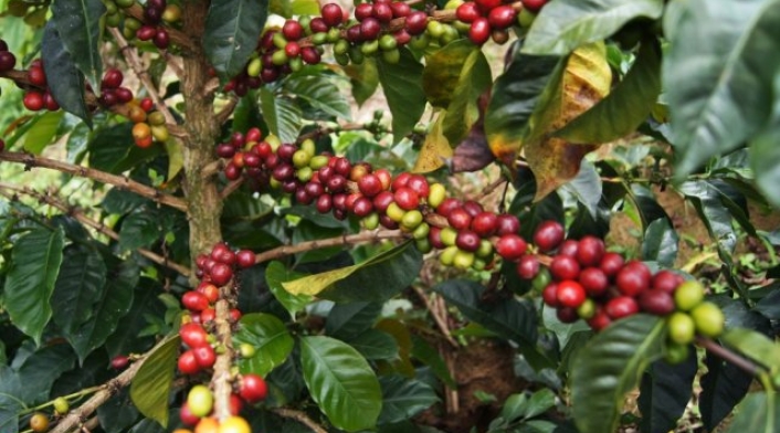 Cosecha cafetera en Antioquia.