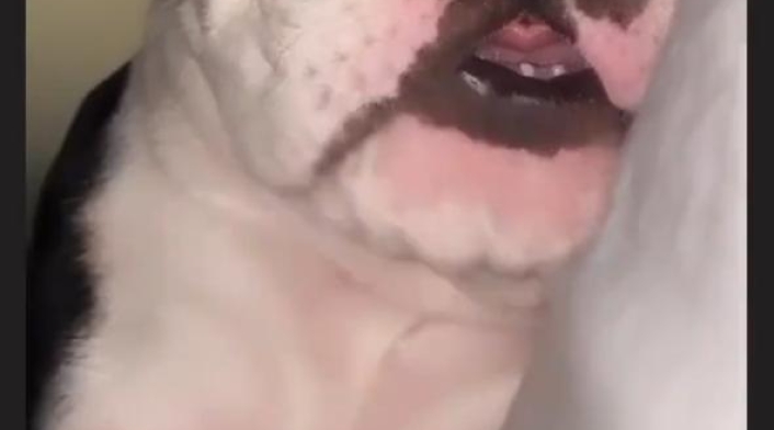 Mascota de Anuel AA y Karol G