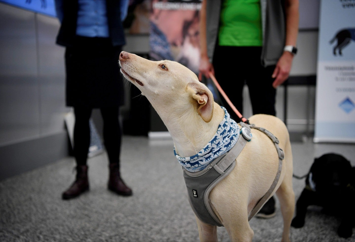 Perros en aeropuertos