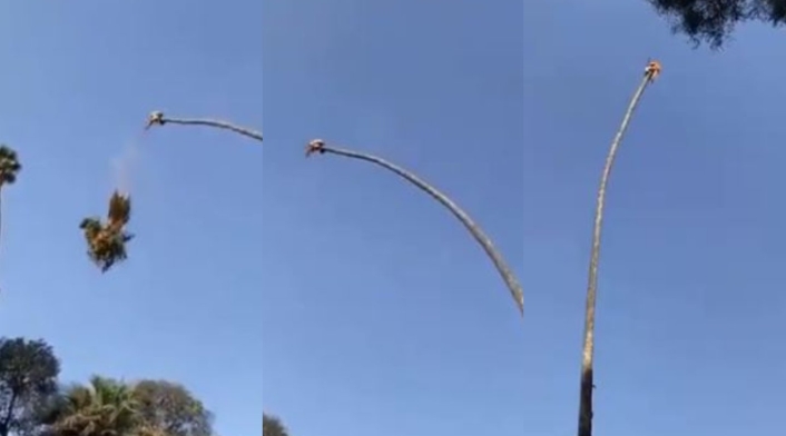 Ciudadano se jugó la vida para podar una palmera