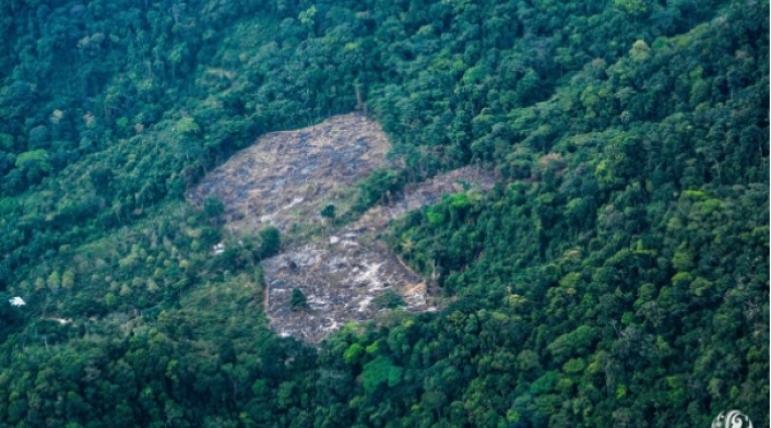 Deforestación en la Amazonia colombiana.