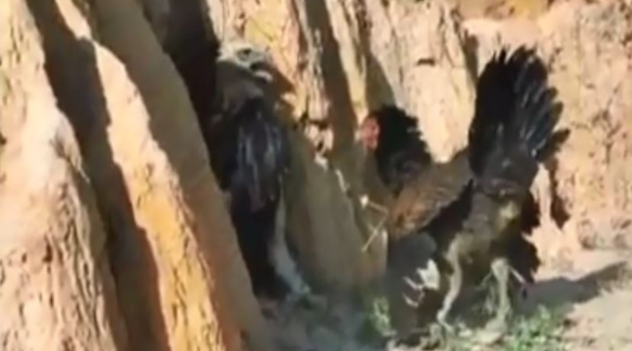 Gallina le ganó una pelea a un águila que intentó comerse a sus crías