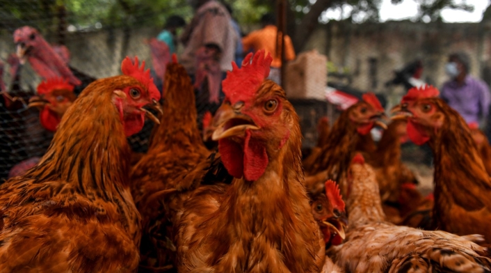 Campesinas aseguran que gallinas ponen más huevos cuando escuchan 'Macta llega'