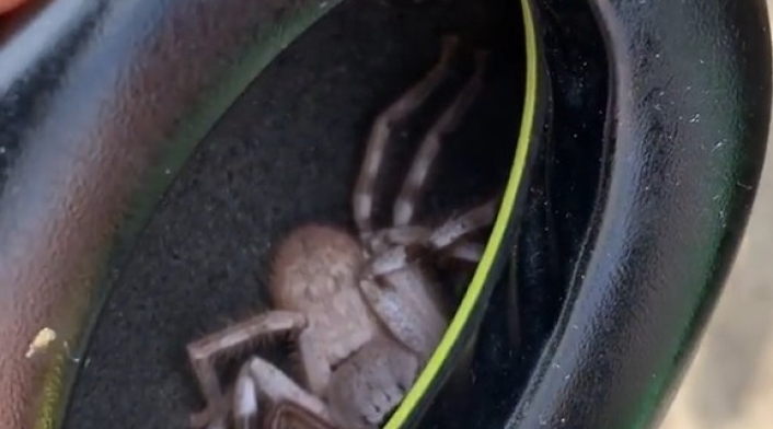 Araña en audífonos