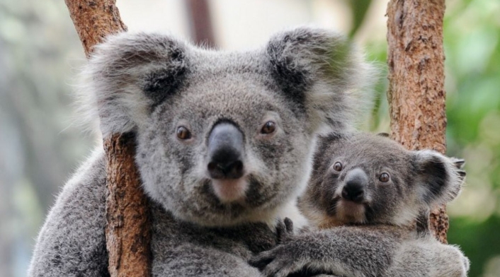 El koala australiano es una especie en peligro de extinción.