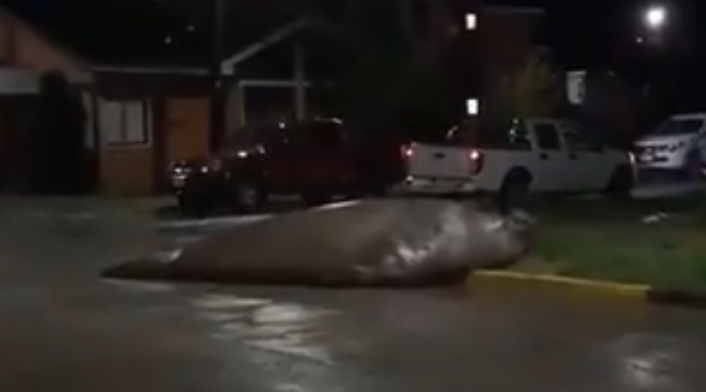 Elefante marino en calles de Chile