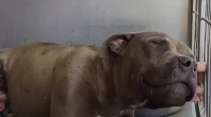 Perro pitbull