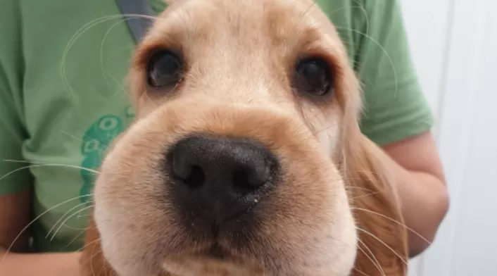 Sonja, la perrita que quiso comerse una abeja Sonja, la perrita que quiso comerse una abeja