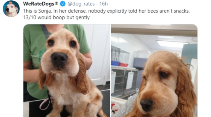 Sonja, la perrita que trató de comerse una abeja