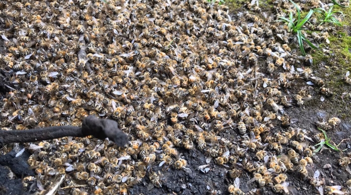 Abejas, mueren, Boyacá, intoxicación