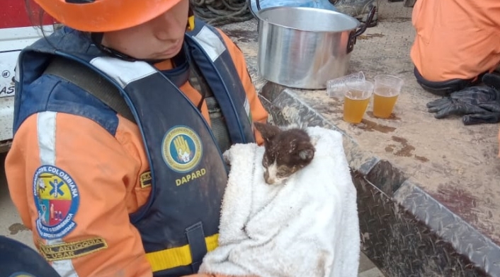 Animales rescatados en Dabeiba