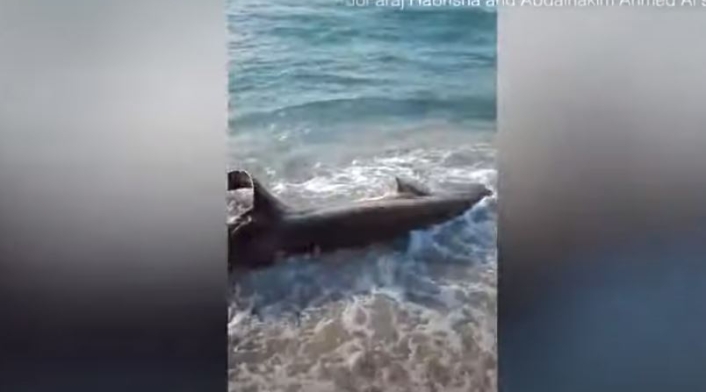 Tiburón atacado por un pez espada