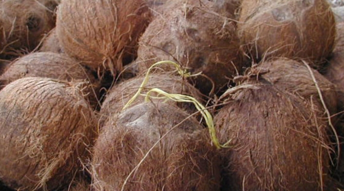 Cocos Cocos