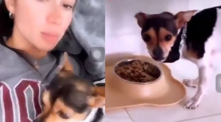 Denuncian a una mujer por electrocutar a su perro para que haga caso
