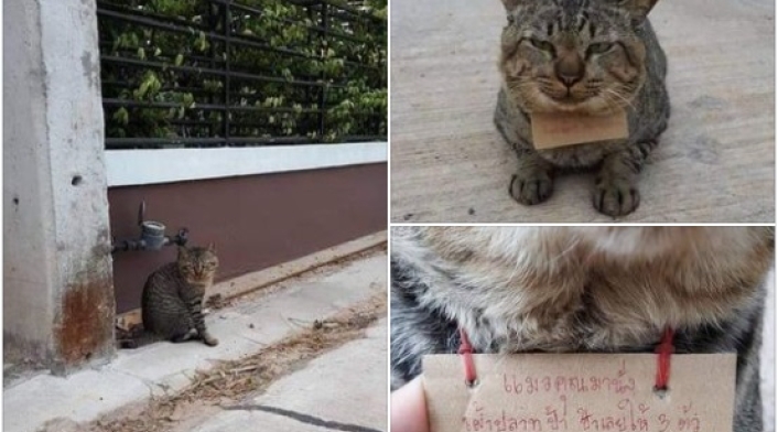 Gato