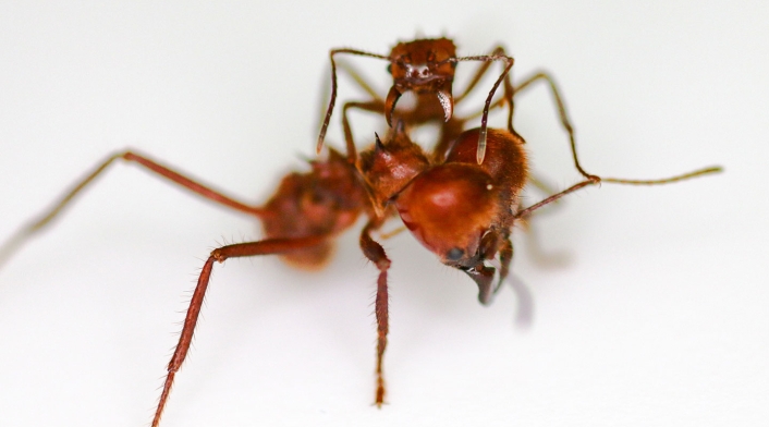 Hormiga cortadora de hojas