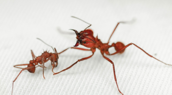 Hormiga cortadora de hojas