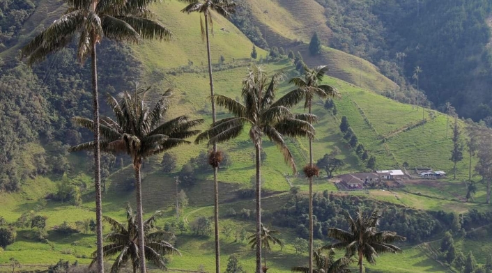 Valle de Cocora - Steven Birding Quindío