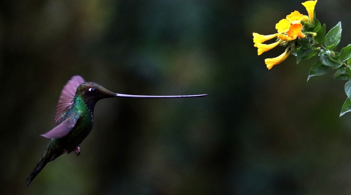 El colibrí en Monserrate - Paramuno