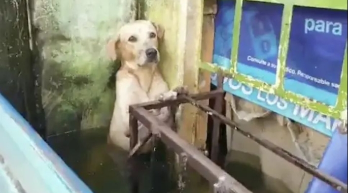 Rescate de perro labrador