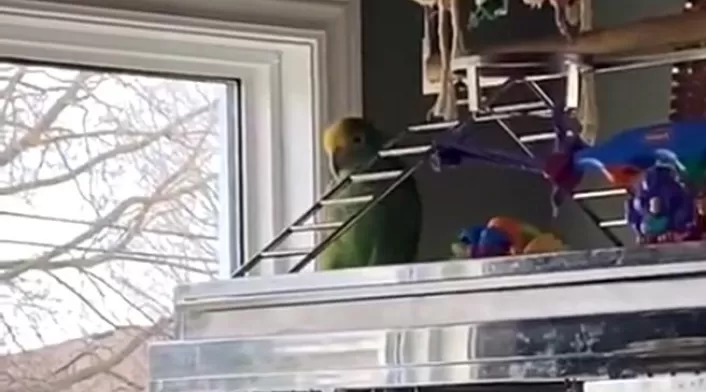 Loro