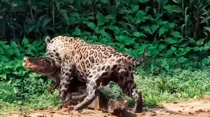 Muerte de caimán presa de jaguar
