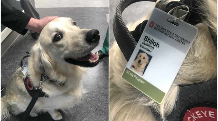 Perro con trabajo
