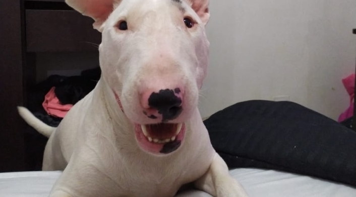 'Apolo', víctima de maltrato animal en Medellín