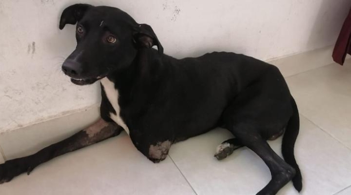 Negro, perrito agredido en Purificación (Tolima).