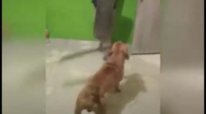 Perro con machete Perro con machete