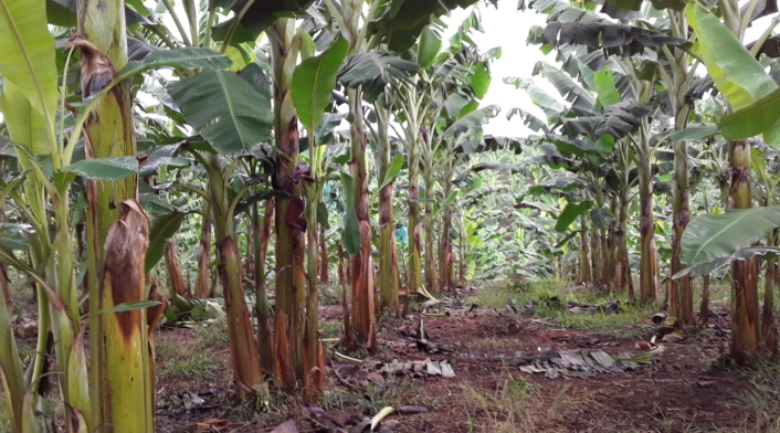 Los líderes productores están buscando los mecanismos para acceder al seguro de cosecha