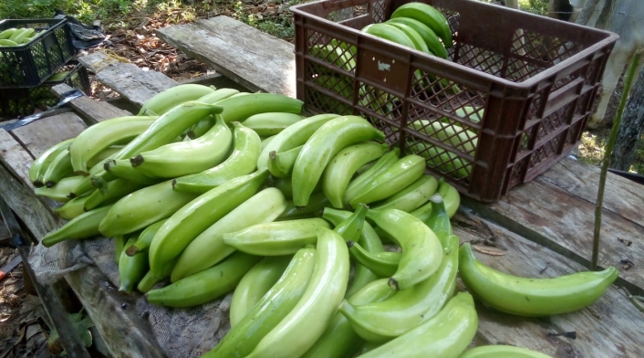 Los agricultores dicen que siguen trabajando a pérdida.