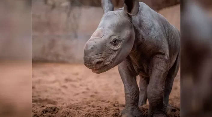 Rinoceronte negro que nación en zoológico