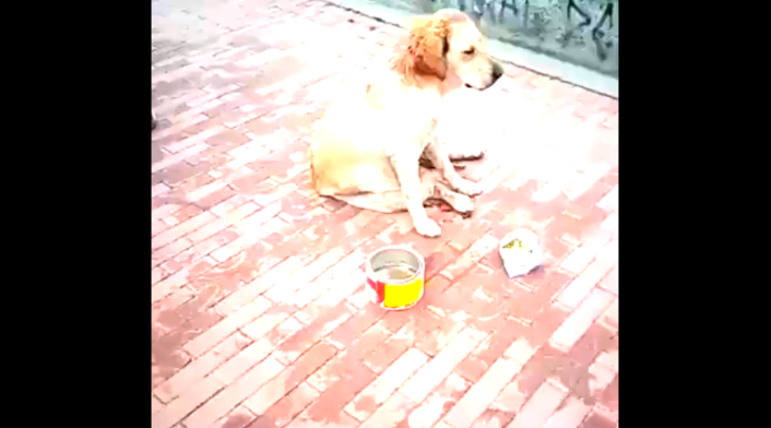 Perrita fue abusada sexualmente y apuñalada en el sur de Bogotá