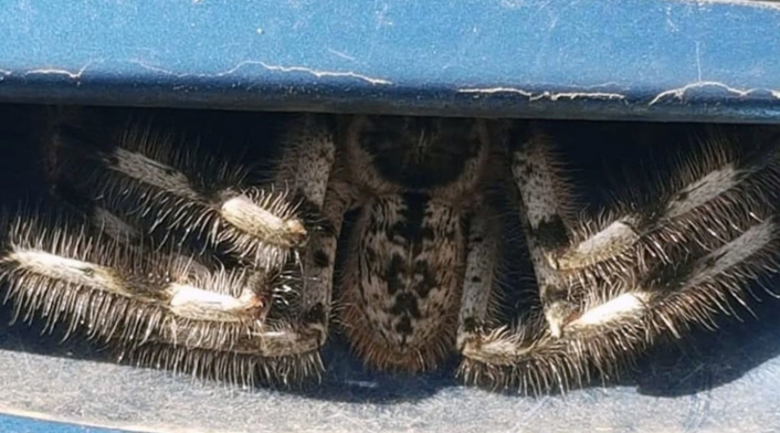 La araña 'peluda' que encontró una mujer en su carro