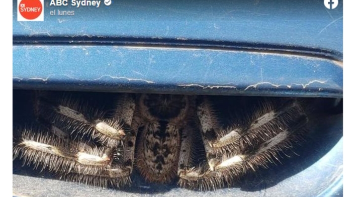 La espeluznante araña 'peluda' que encontró mujer en su carro