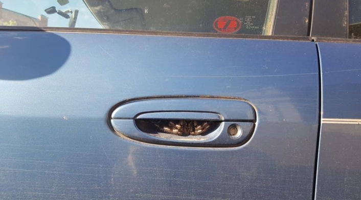 Araña 'peluda' que encontró mujer en su carro