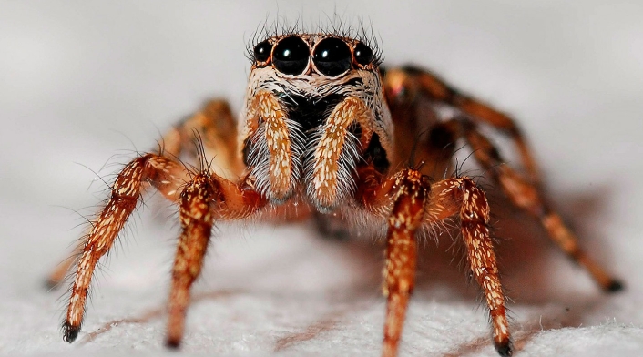 Terrorífica araña, la mascota de un joven en Australia