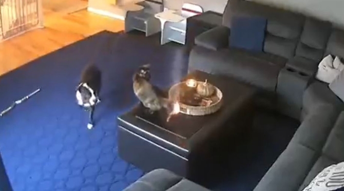 Gato al que se le quema la cola