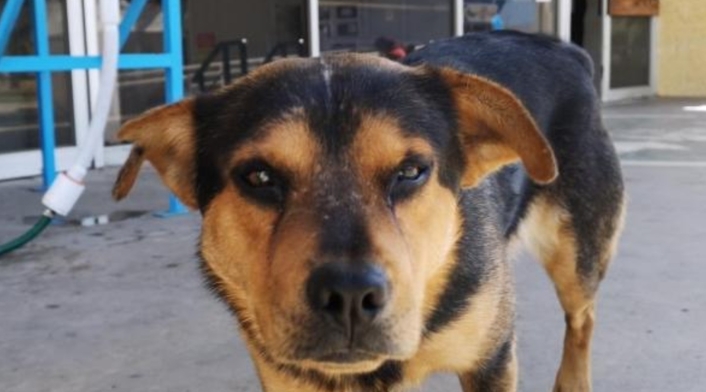 Covito, el nuevo 'Hachiko' latinoamericano