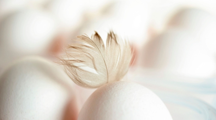 Huevo - gallina