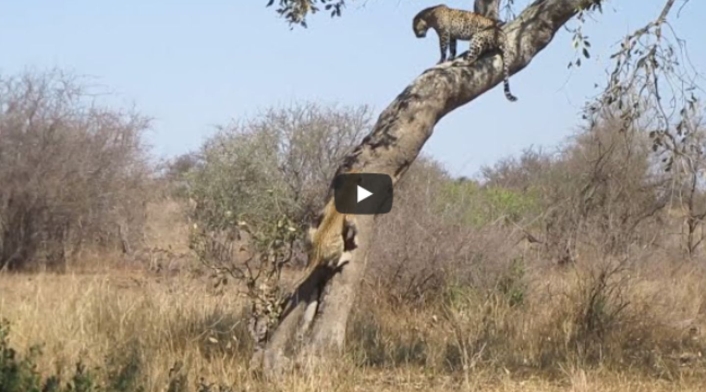 La pelea de dos leopardas que son familia por un macho