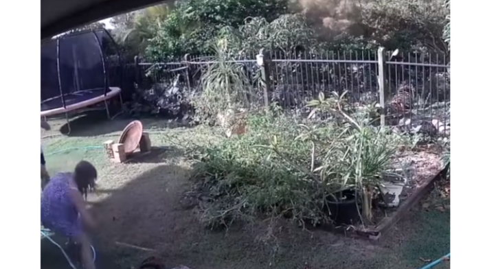 La lucha de una mujer con una pitón para salvar a su perro
